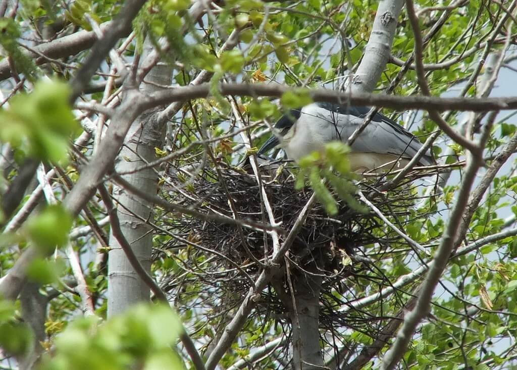 Black-crowned Night Heron on a tree branch beside a nest at Tommy Thompson Park in Toronto, Ontario, Canada