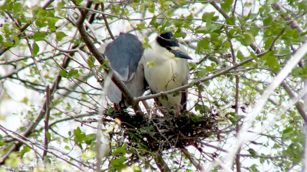 Two Black-crowned Night Herons in a nest at Tommy Thompson Park, in Toronto, Ontario, Canada
