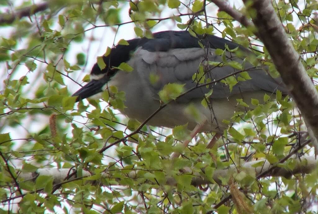 Black-crowned Night Heron on a tree branch at Tommy Thompson Park in Toronto, Ontario, Canada