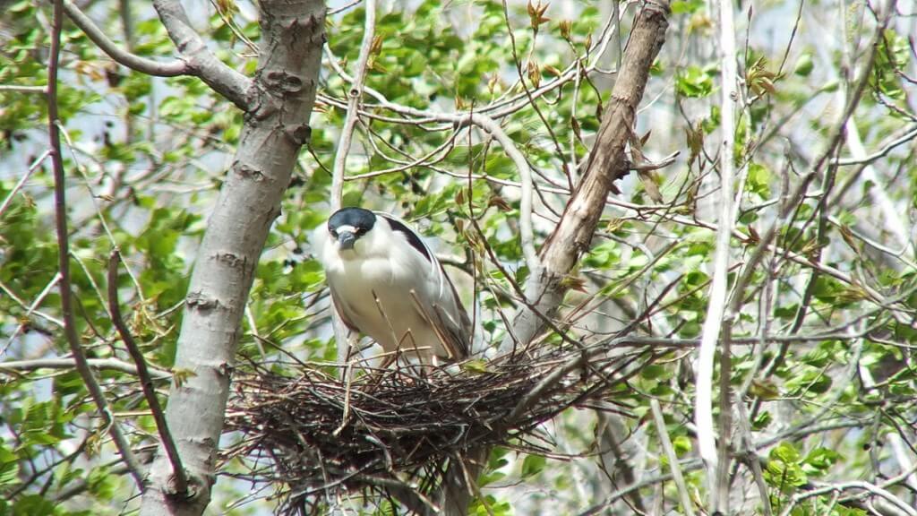 Black-crowned Night Heron standing in a nest at Tommy Thompson Park in Toronto