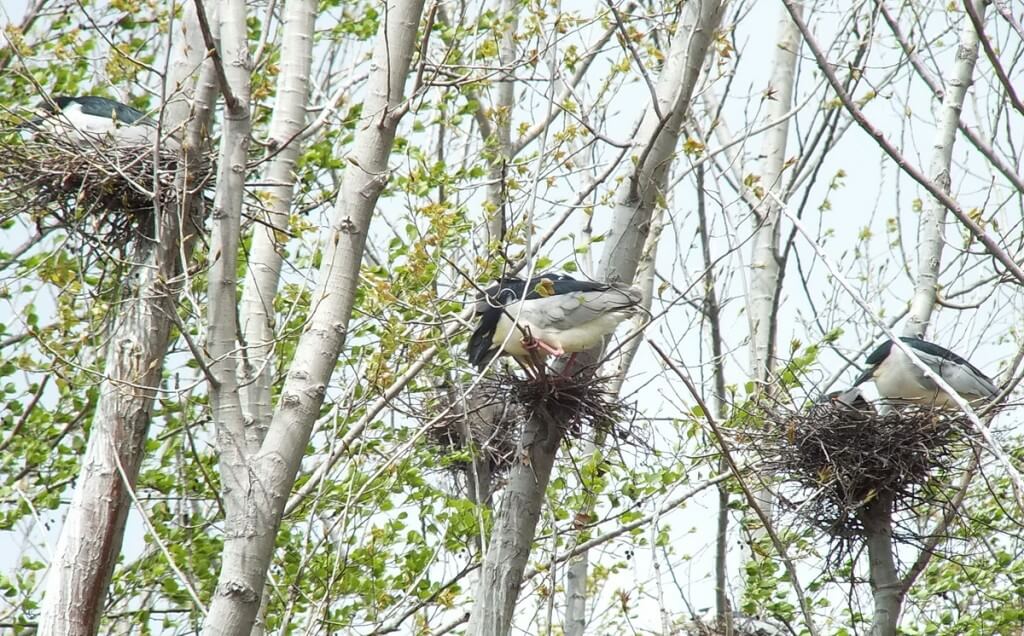Three Black-crowned Night Herons in their nests at Tommy Thompson Park, in Toronto, Ontario, Canada