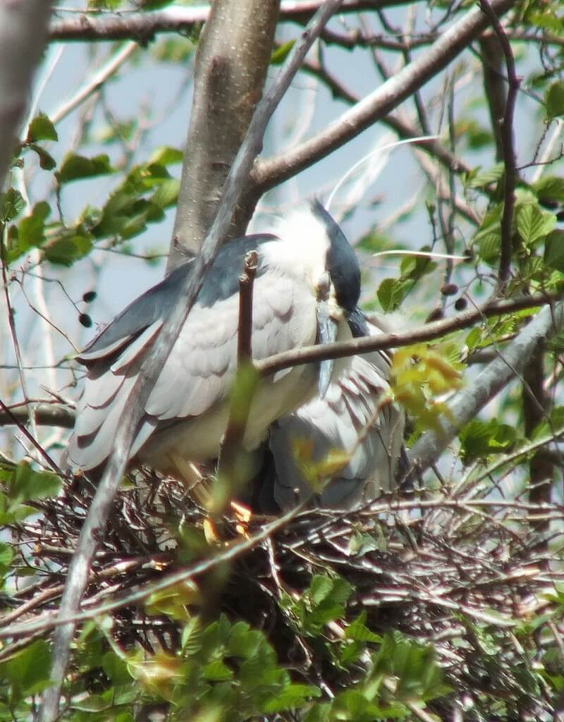 Black-crowned Night Herons resting in their nest at Tommy Thompson Park, in Toronto, Ontario, Canada
