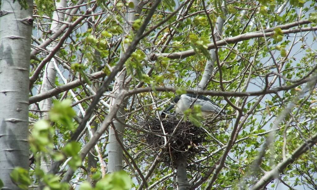 Black-crowned Night Herons sitting in their nest at Tommy Thompson Park, in Toronto, Ontario, Canada