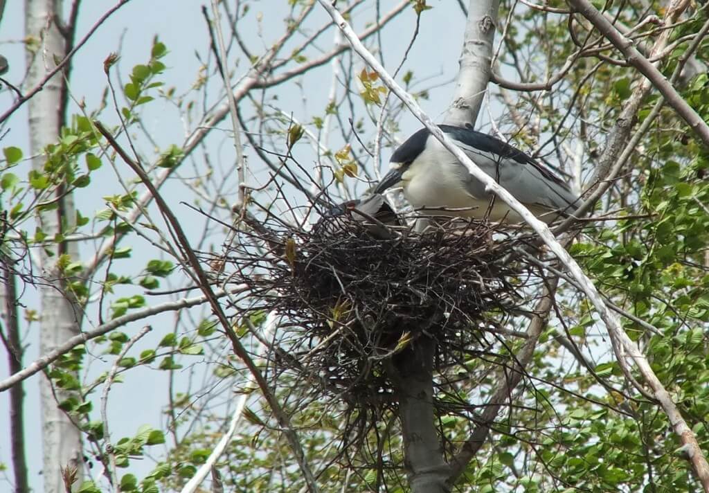 Black-crowned Night Herons in a nest at Tommy Thompson Park in Toronto, Ontario, Canada