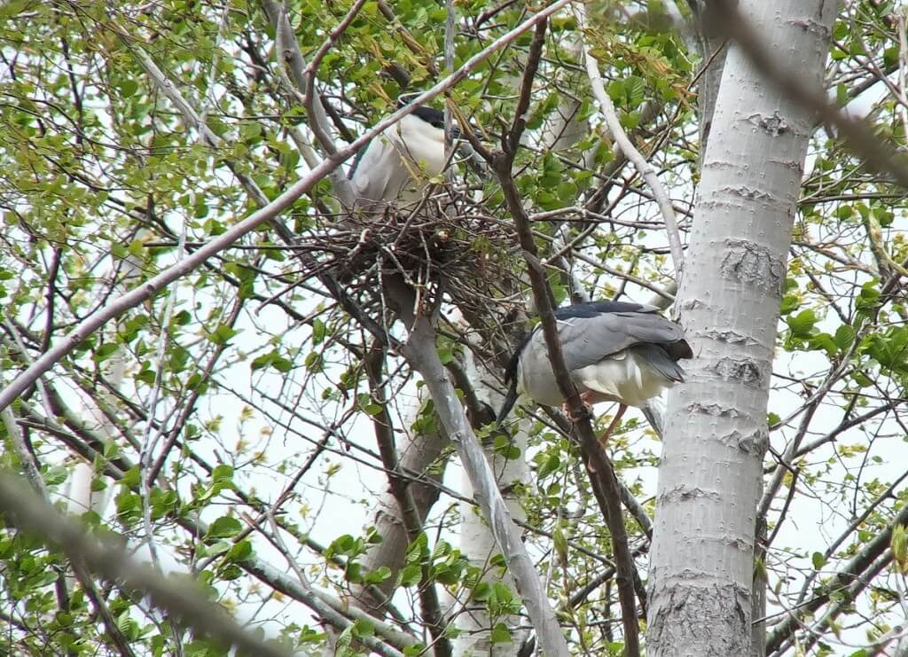 Black-crowned Night Herons at nest in Tommy Thompson Park, in Toronto, Ontario, Canada