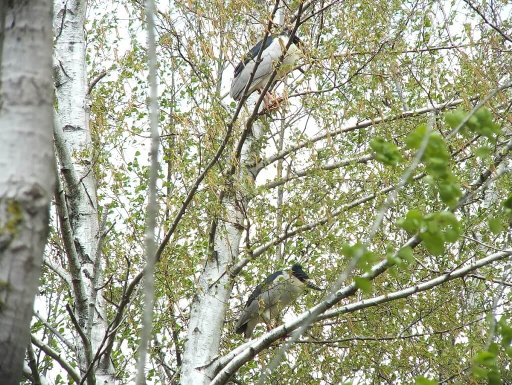 Black-crowned Night Herons at Tommy Thompson Park, in Toronto, Ontario, Canada