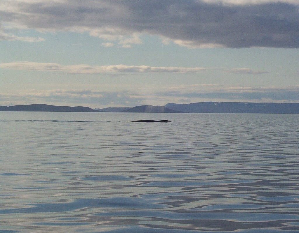 bowhead whale - blowing water from nose - baffin island - nunavut