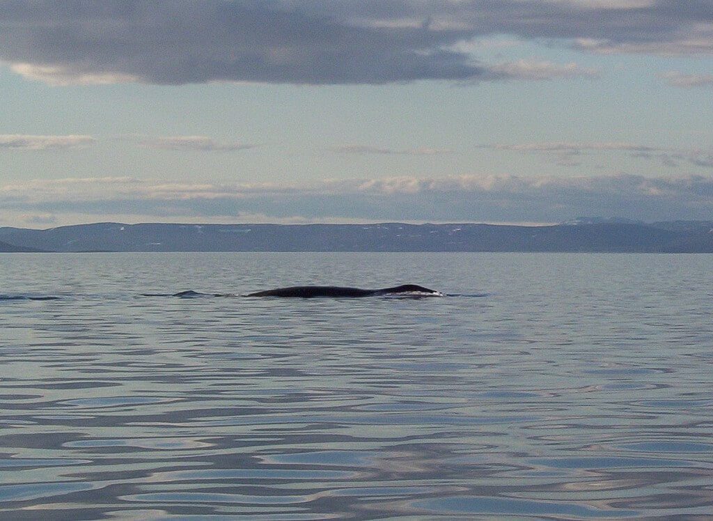 bowhead whale on surface - off baffin island - nunavut - canada
