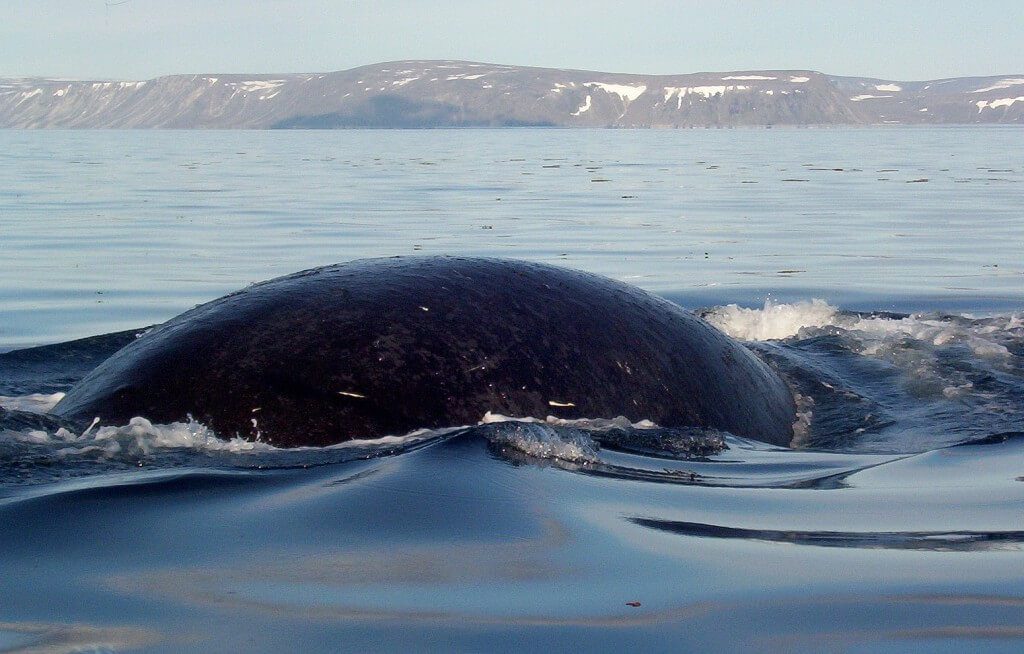 bowhead whale prepares to dive - off baffin island - nunavut - canada