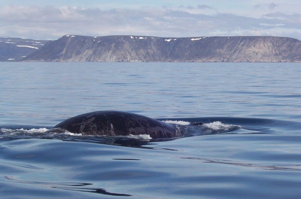 bowhead whale reveals closeup of its head - off baffin island