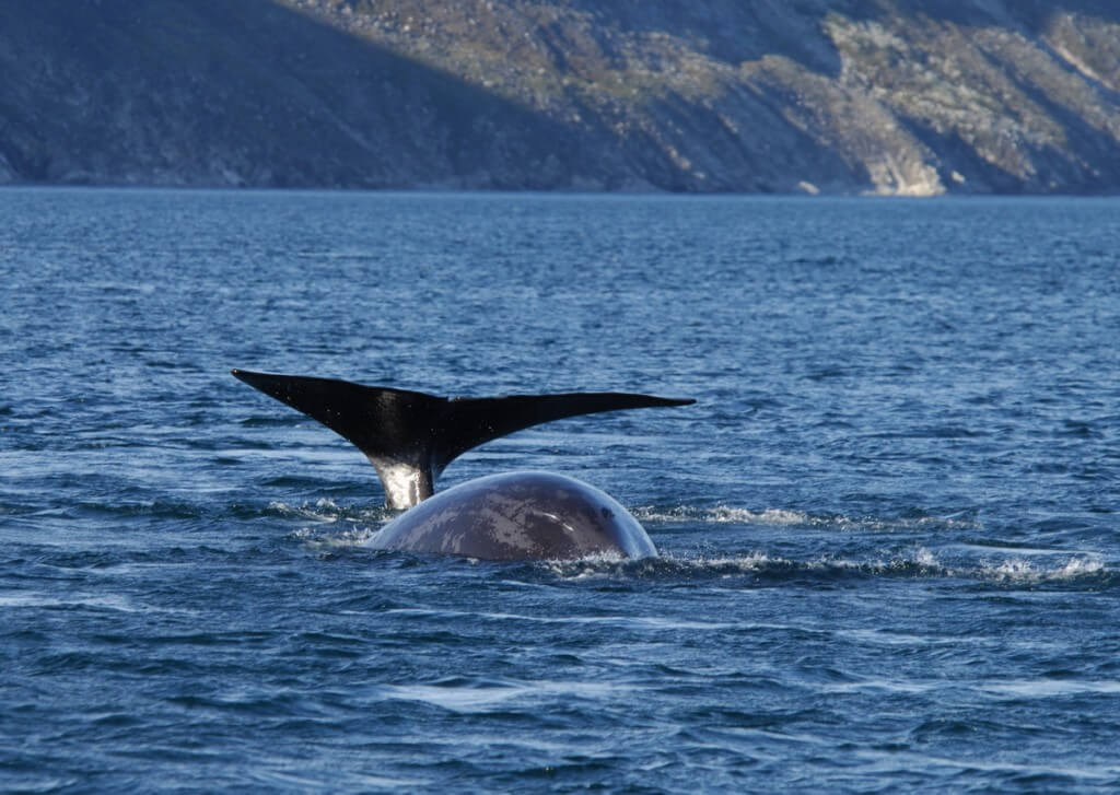 bowhead whale swims towards camera - off baffin island - nunavut