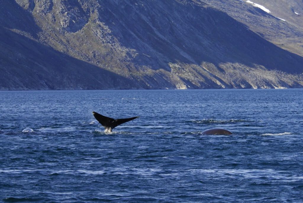 bowhead whales skim-feed in ocean bay off baffin island - nunavut
