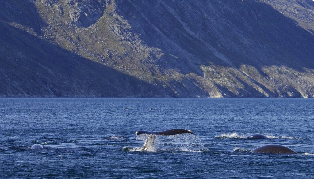 bowhead whales skim-feed together - off baffin island - nunavut - canada