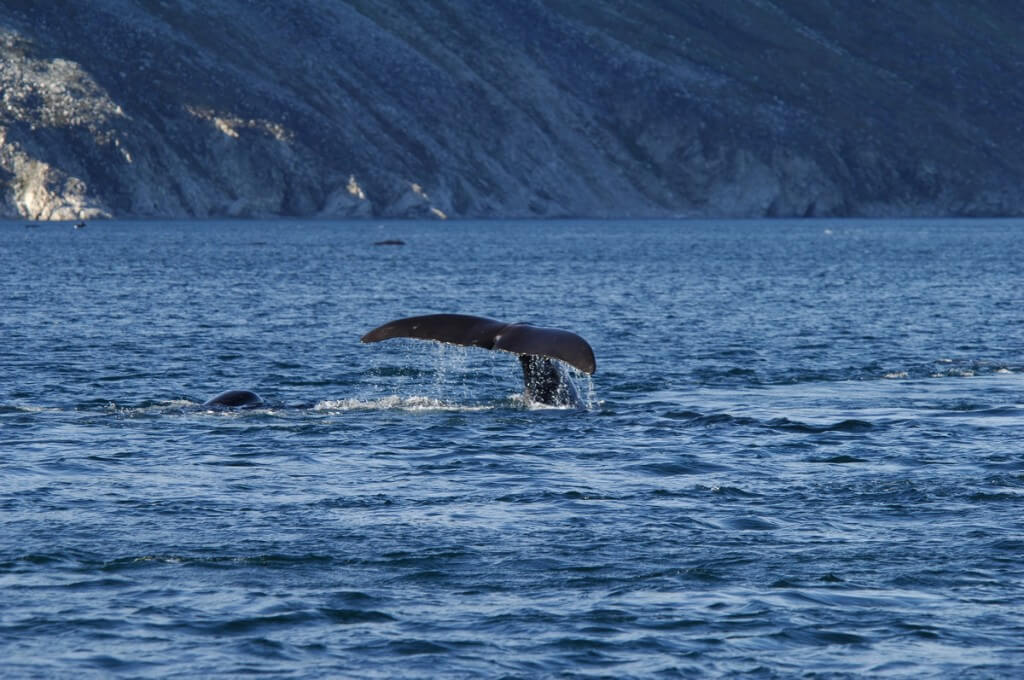 bowhead whales swim in fjord - cumberland sound - baffin island - canada