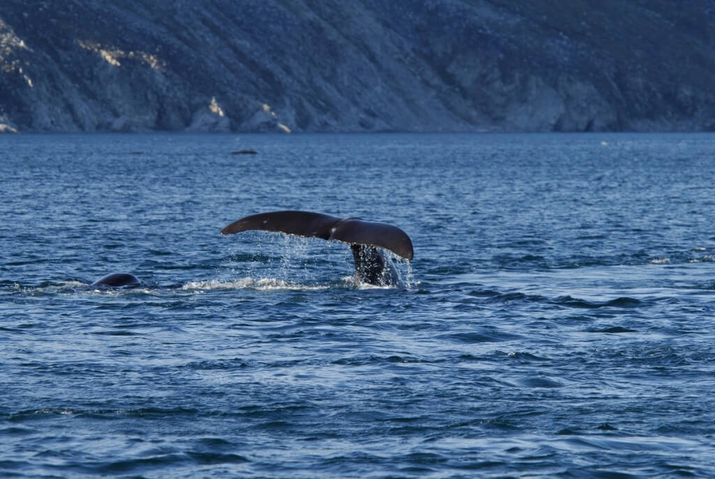 bowhead whales swimming toether off baffin island - nunavut