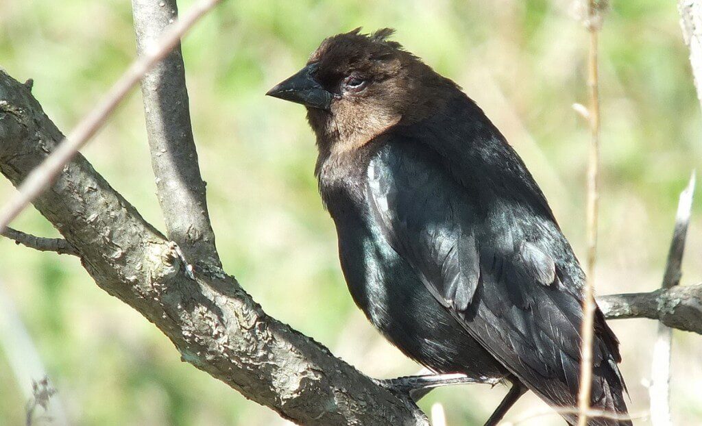 brown headed cow bird - blinking eye - thicksons woods meadow - whitby - ontario