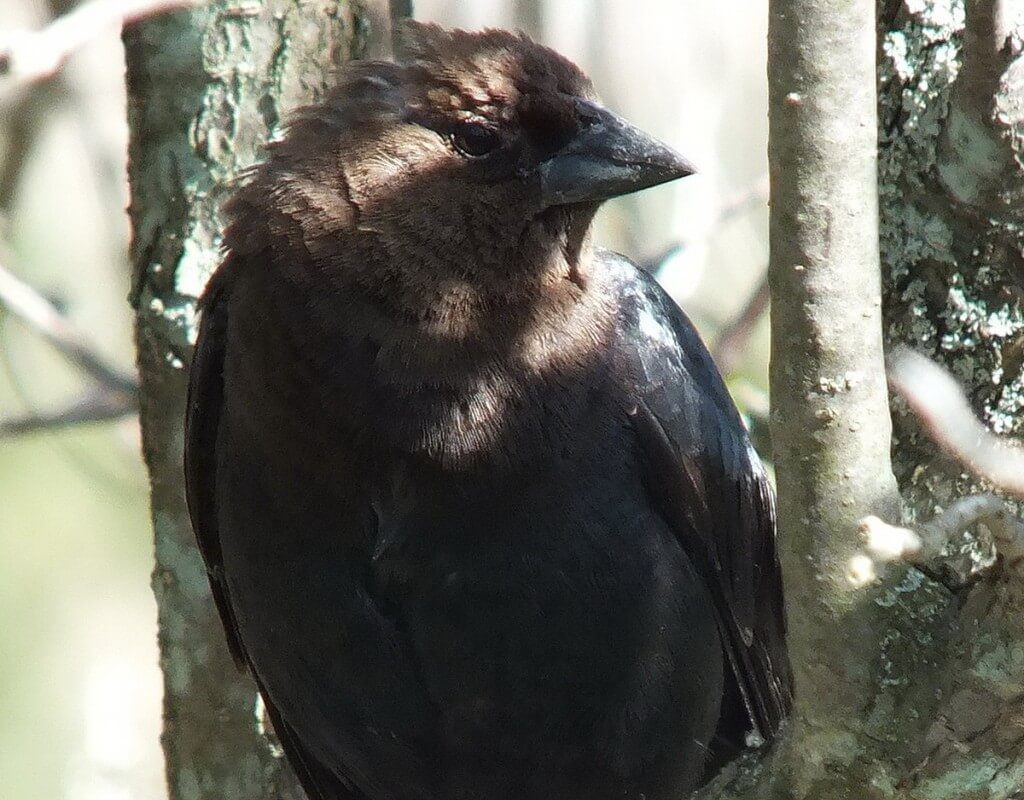 brown headed cow bird -close up of head - thicksons woods meadow - whitby - ontario