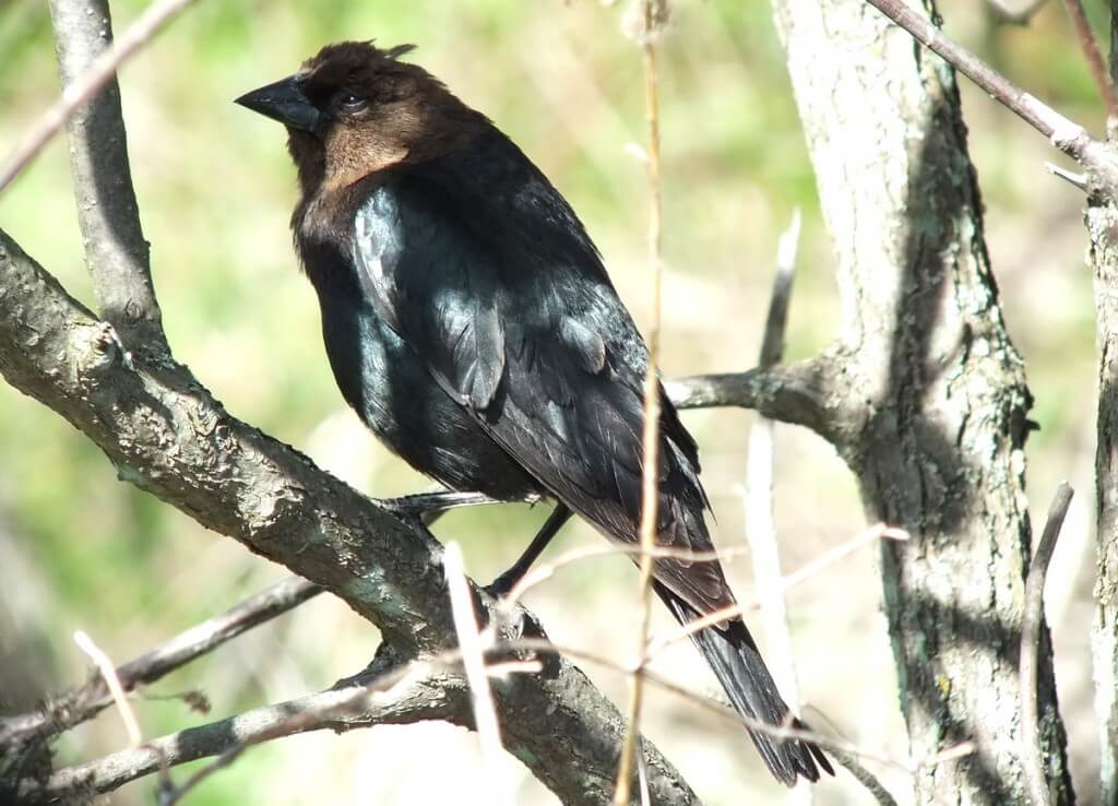 brown headed cow bird -gives me a look - thicksons woods meadow - whitby - ontario