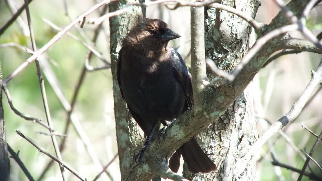 brown headed cow bird - look at me - thicksons woods meadow - whitby - ontario