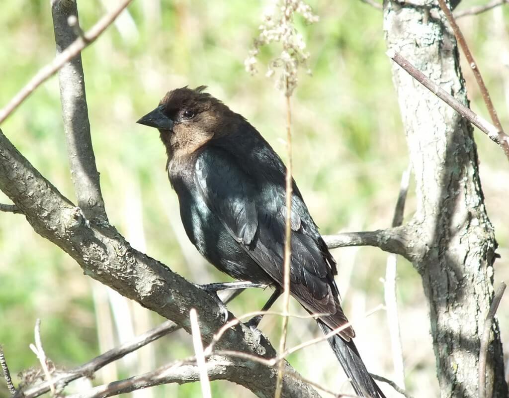 brown headed cow bird - thicksons woods meadow - whitby - ontario