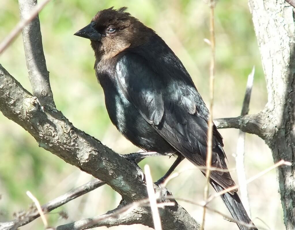 brown headed cow bird - -- thicksons woods meadow - whitby - ontario