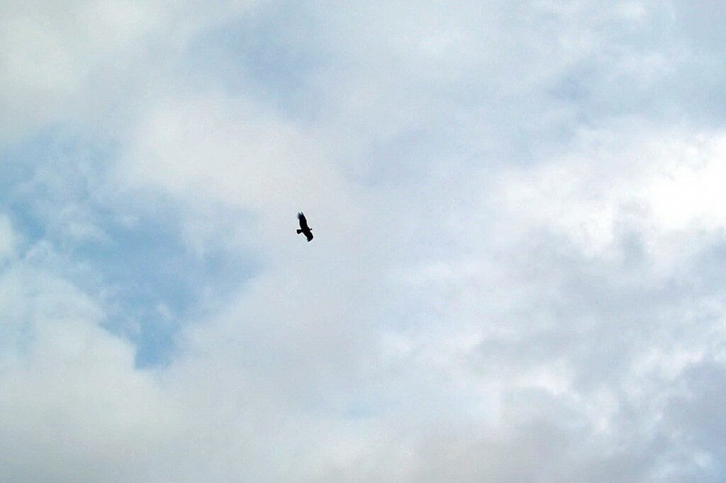 condor soars in sky, Nuevo Santiago, Peru