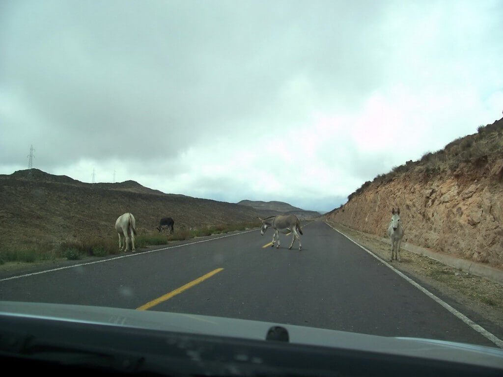 Donkeys on Highway 26 near Nazca, Peru, South America