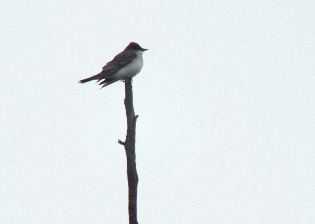 eastern kingbird - swamp - oxtongue lake - ontario