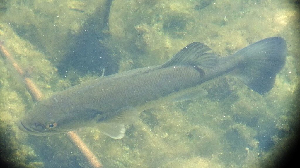 fish - milliken park pond - toronto - ontario