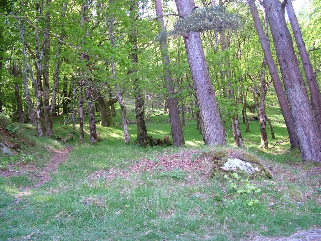 forest near poulanass waterfall - wicklow mountain national park - ireland