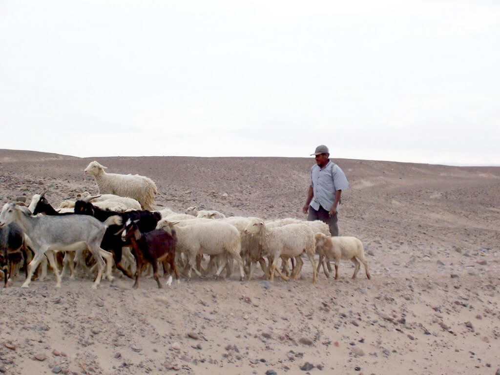 Sheepherder with goats and sheep near the Chauchilla Cemetery in Peru, South America