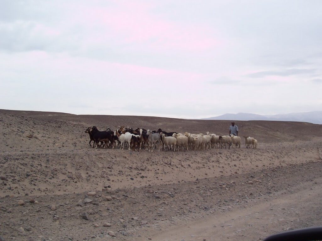Sheepherder with goats and sheep near the Chauchilla Cemetery in Peru, South America.