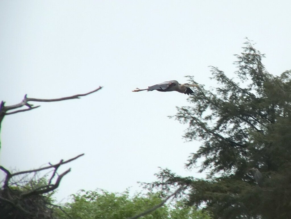 great blue heron - in flight -- oxtongue lake - ontario