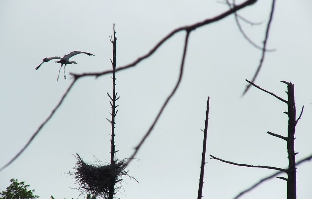 great blue heron - in flight to nest 1 - oxtongue lake - ontario