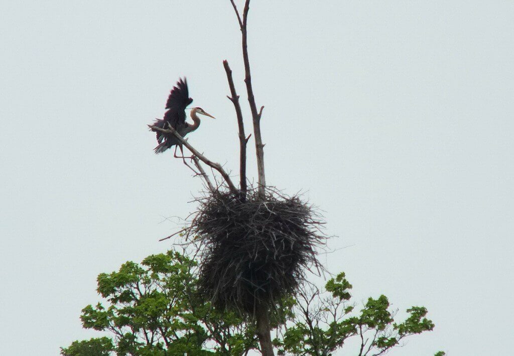 great blue heron - in flight to nest 4 - oxtongue lake - ontario