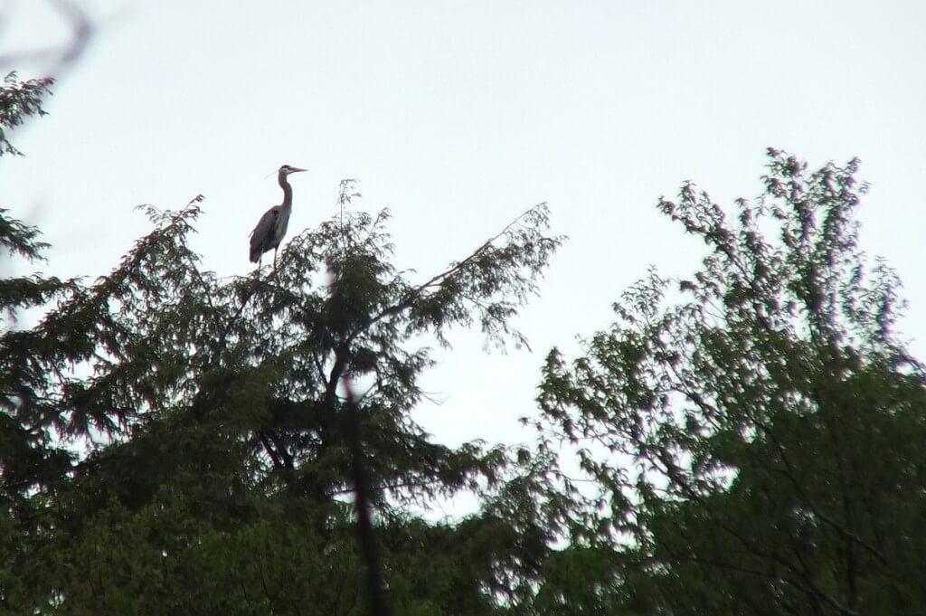 great blue heron - sits atop tree - oxtongue lake - ontario