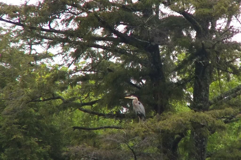 great blue heron - sits on pine tree -- - oxtongue lake - ontario
