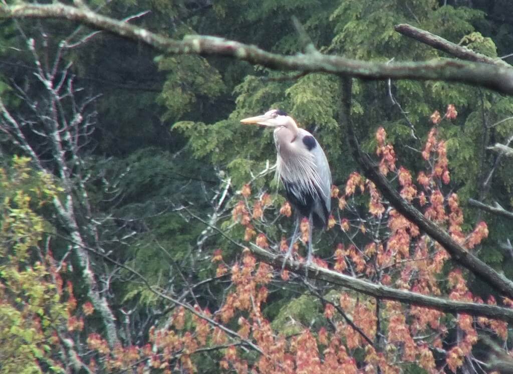 great blue heron - sits on tree branch - oxtongue lake - ontario