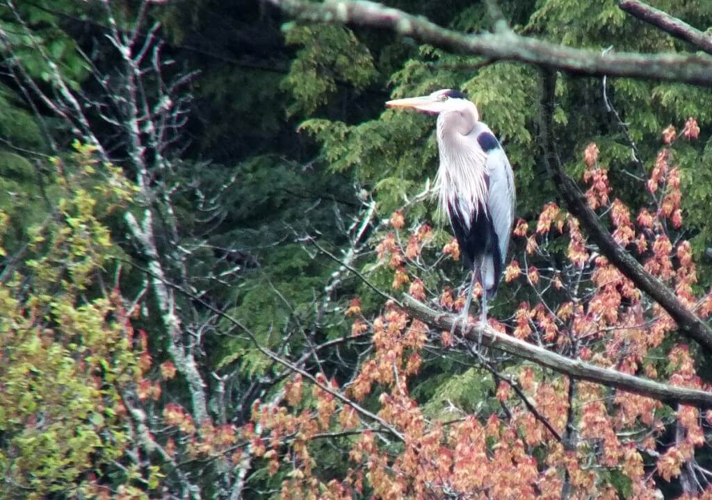 great blue heron - sits on tree limb in swamp - oxtongue lake - ontario