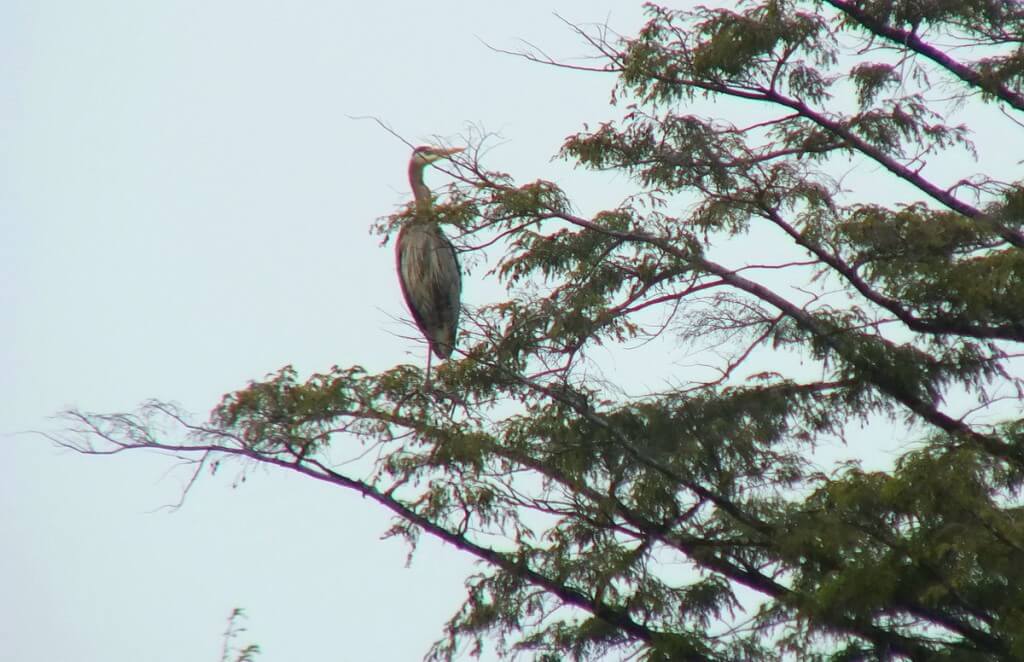 great blue heron - sits on tree limb - oxtongue lake - ontario