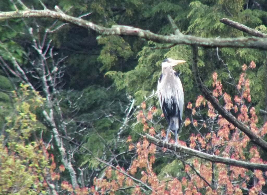 great blue heron - sits on tree -- - oxtongue lake - ontario
