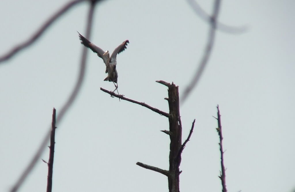great blue heron - takes flight 2 - oxtongue lake - ontario