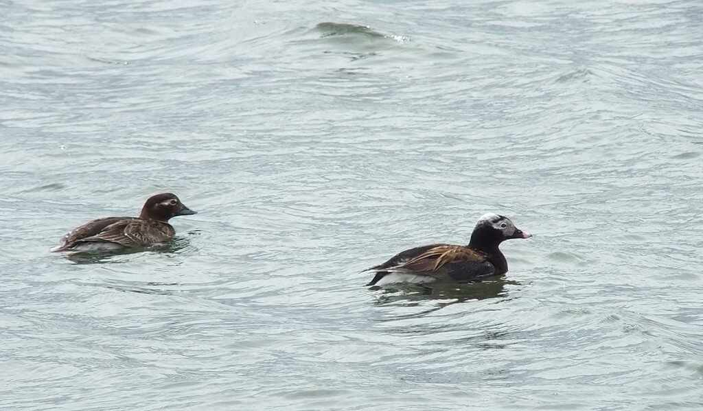 long-tailed duck - male and female at tommy thompson park - toronto - ontario