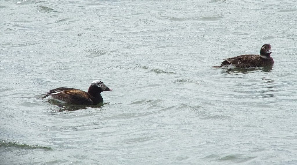long-tailed duck - male and female out front - tommy thompson park - toronto - ontario