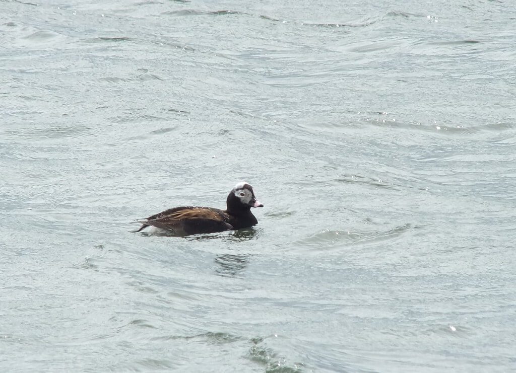 long-tailed duck - male at tommy thompson park - toronto - ontario