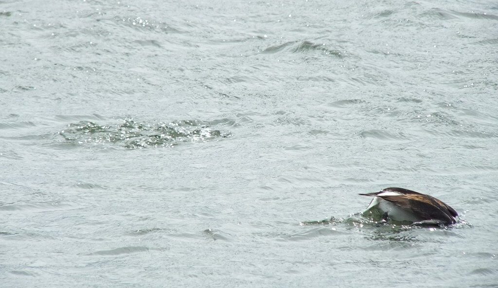 long-tailed duck - the dive part 1 - tommy thompson park - toronto - ontario