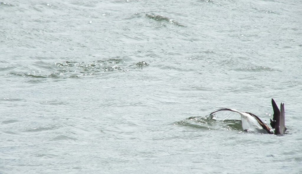 long-tailed duck - the dive part 2 - tommy thompson park - toronto - ontario