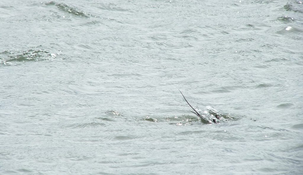 long-tailed duck - the dive part 3 - tommy thompson park - toronto - ontario