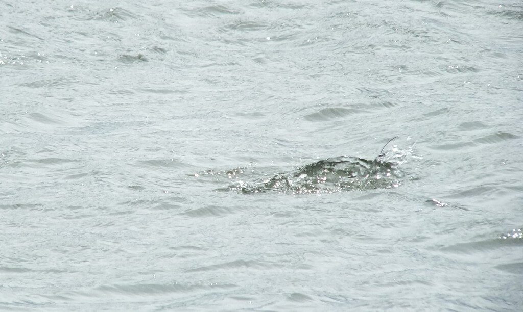 long-tailed duck - the dive part 4 - tommy thompson park - toronto - ontario