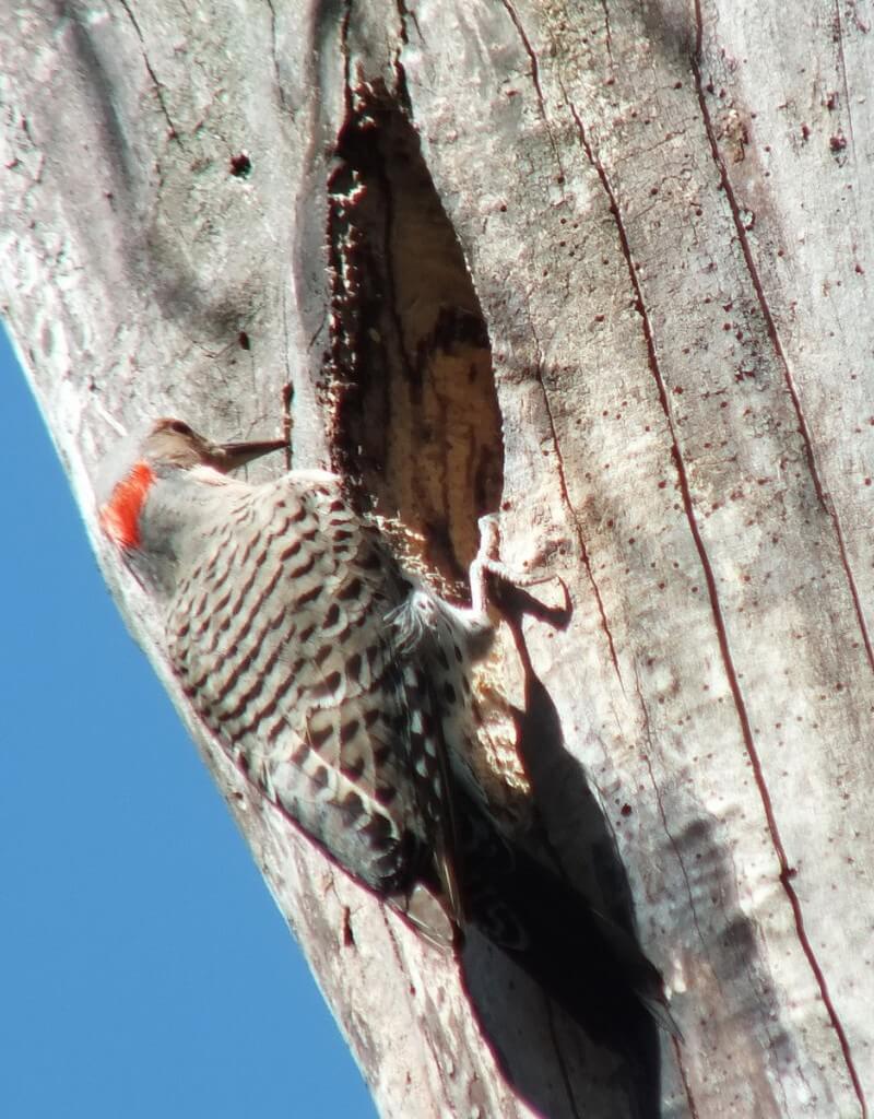 northern flicker - looks into nest - thicksons woods - whitby - ontario